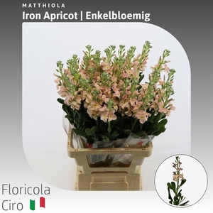 Matthiola Iron Apricot Enkelbloemig