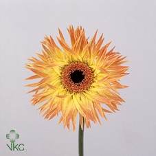 21819: Lovess arrangement