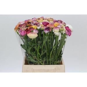 Ranunculus Elegance Cappucino Mix