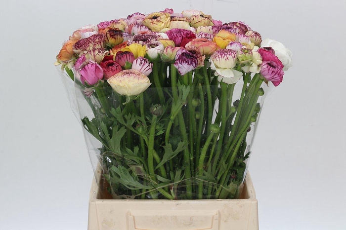 <h4>Ranunculus Elegance Cappucino Mix</h4>