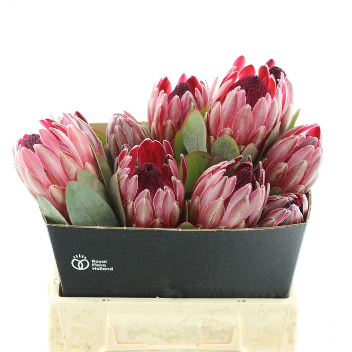 <h4>Protea Sharonet</h4>