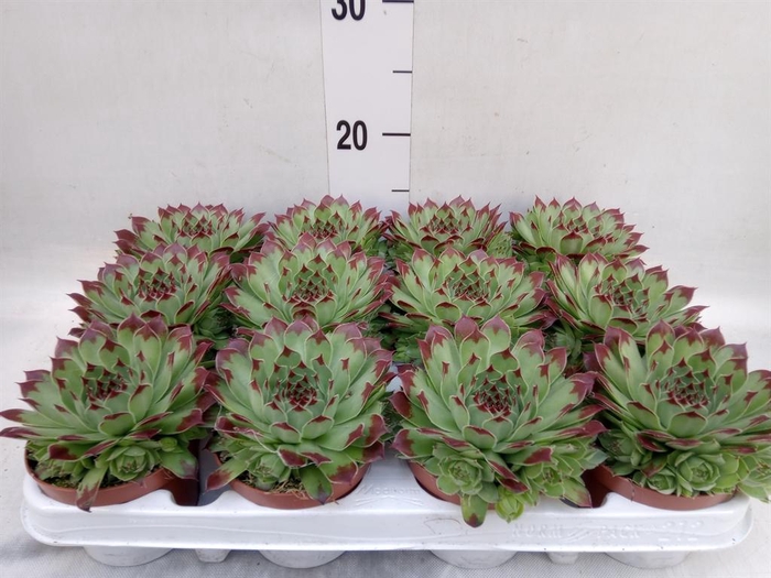 <h4>Sempervivum   ...</h4>