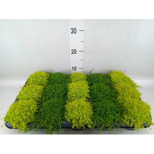 Soleirolia soleirolii   ...mix 2