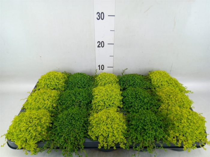 <h4>Soleirolia soleirolii   ...mix 2</h4>