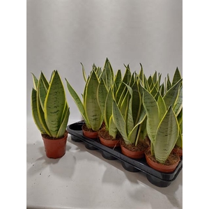 Sansevieria 12Ø 40cm