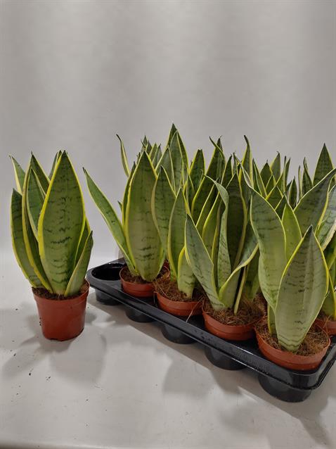 Sansevieria 12Ø 40cm
