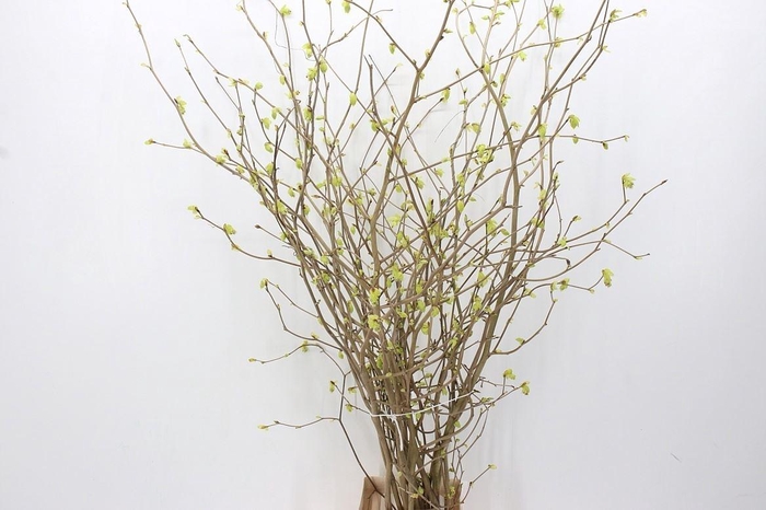 <h4>Corylopsis Spicata</h4>