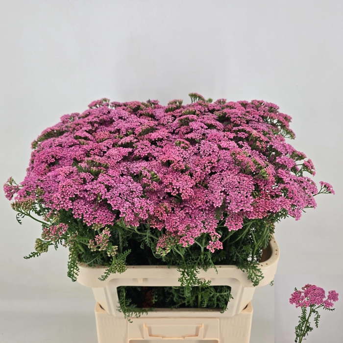 <h4>ACHIL M ANITA DARK</h4>