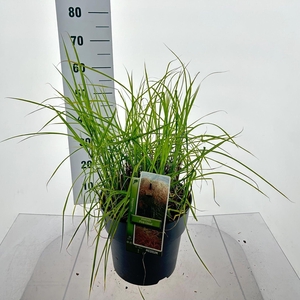 Miscanthus sinensis