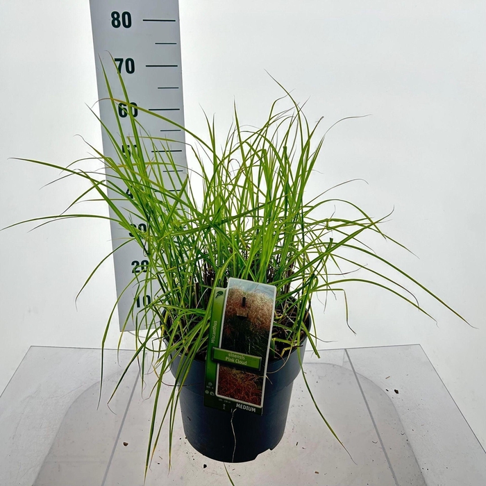 <h4>Miscanthus sinensis</h4>
