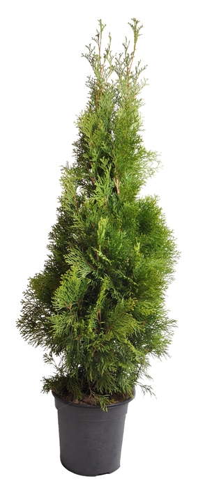 <h4>Thuja occ. Smaragd, plantmaat 100+ cm - Rondgestoken -</h4>