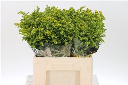 <h4>Solidago Carzan Glory</h4>