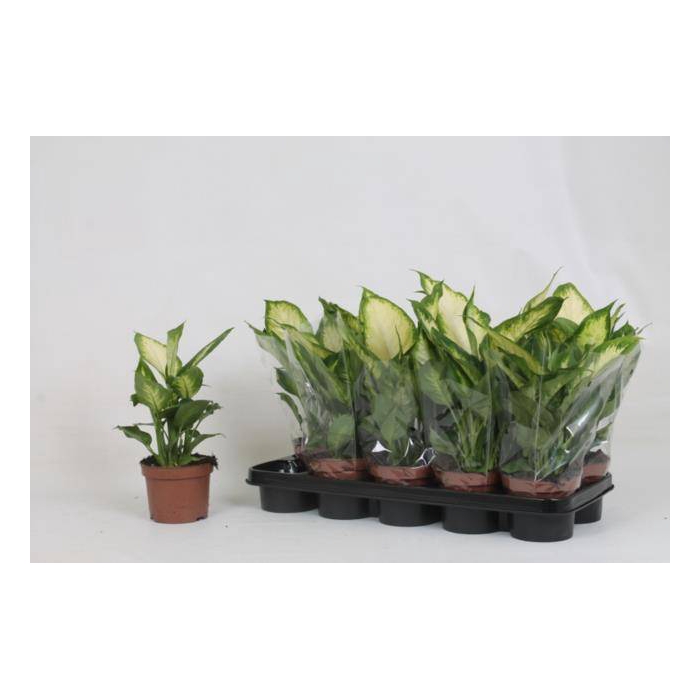 <h4>Dieffenbachia Camilla 12Ø 30cm</h4>