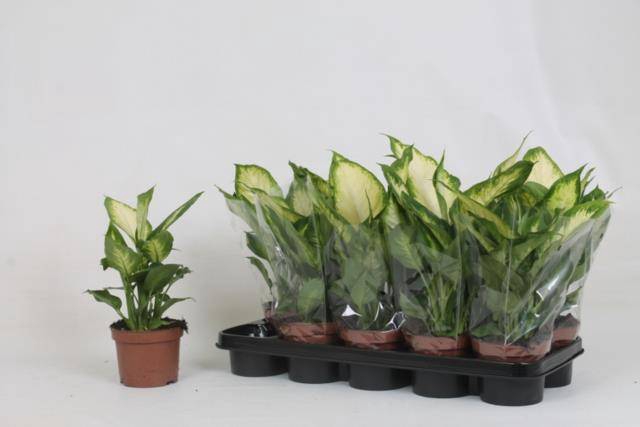 Dieffenbachia Camilla 12Ø 30cm