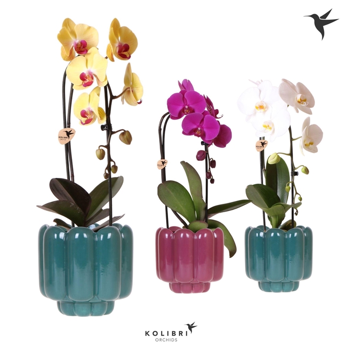 <h4>Kolibri Orchids Phalaenopsis Cascade Niagara Fall mix 1 spike in Retro pot green mix</h4>