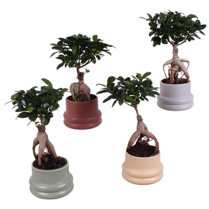 Ficus m. Ginseng Ball Shape Ø09cm in Ø13cm Ceramic CC460