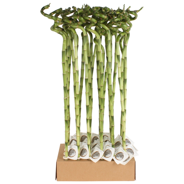 <h4>Dra Lucky Bamboo Spiral Tube</h4>