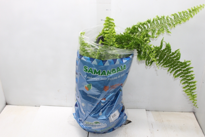 <h4>SAMAMBAIA HILLI C25</h4>