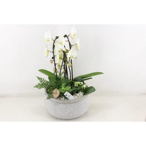 arr2 PL - Ker. barok grijs phal cascade wit