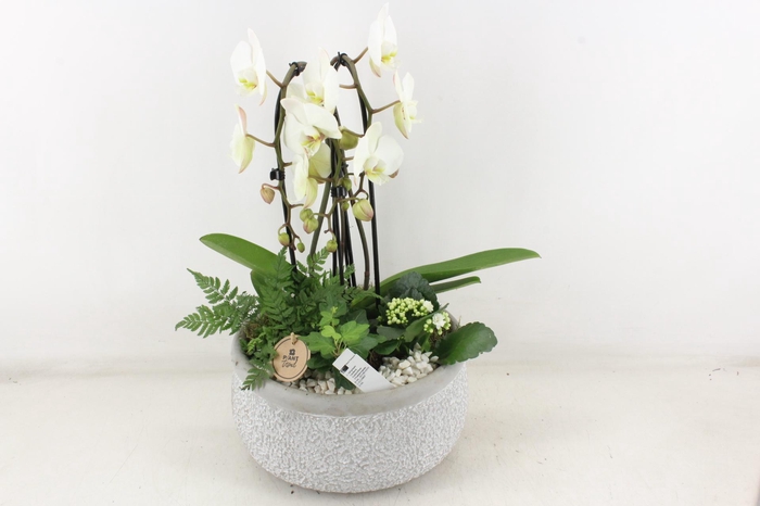 <h4>arr2 PL - Ker. barok grijs phal cascade wit</h4>