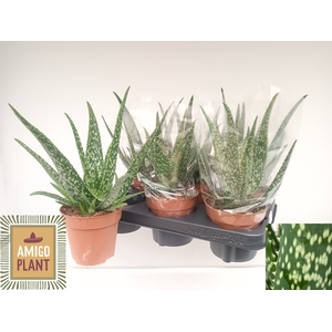 ALOE TROPICAL