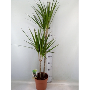 Dracaena marg.