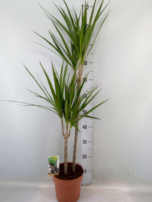 <h4>Dracaena marg.</h4>