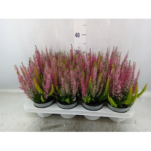 Calluna vulg. 'Beauty L Starl' ..mx