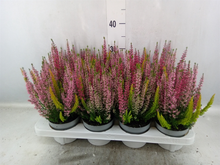 <h4>Calluna vulg. 'Beauty L Starl' ..mx</h4>