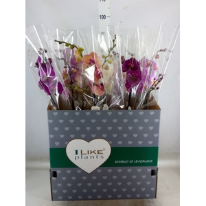 Phalaenopsis   ...mix