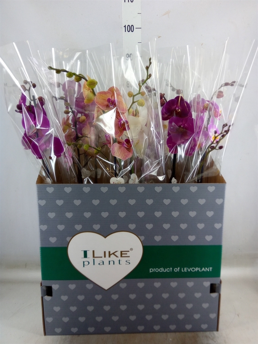 <h4>Phalaenopsis   ...mix</h4>