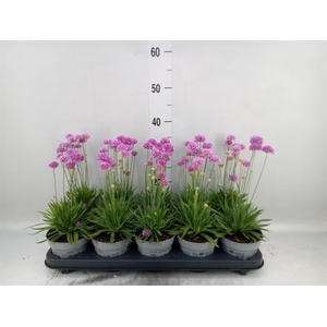 Armeria pseud.