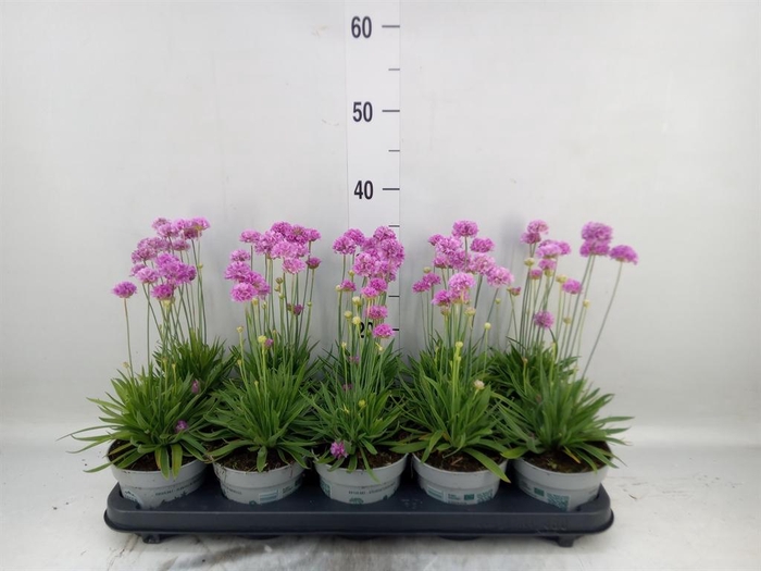 <h4>Armeria pseud.</h4>