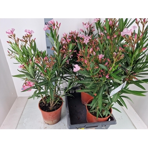 NERI OLEANDER