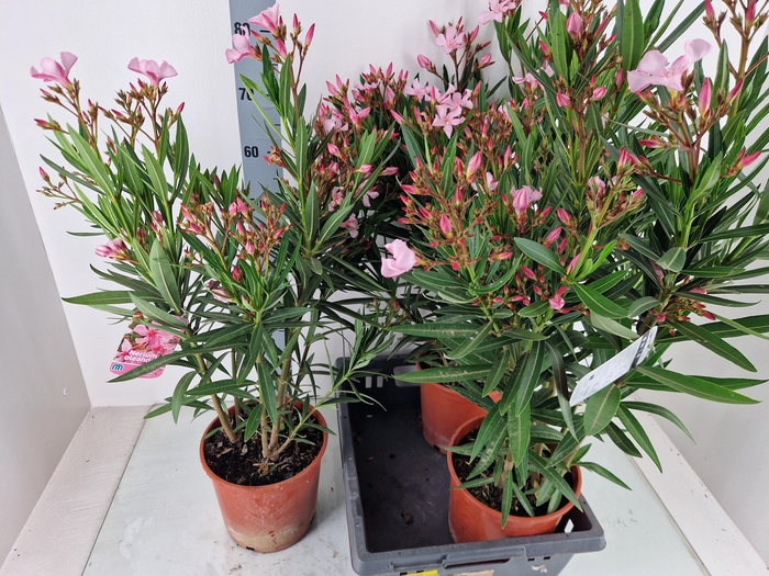 <h4>NERI OLEANDER</h4>