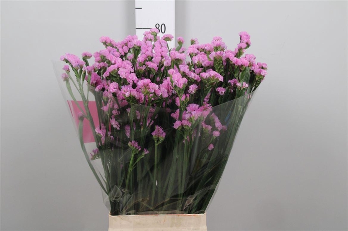 <h4>Lim S Fantasia Wings</h4>