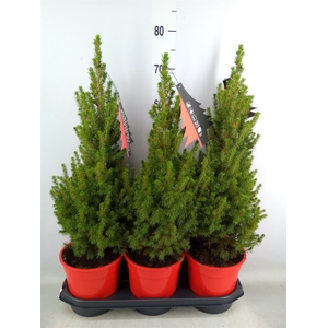 Picea glauca 'Perfecta'