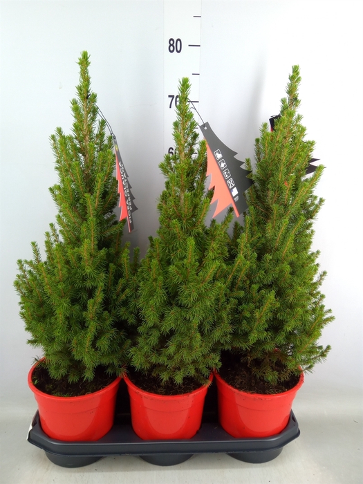 <h4>Picea glauca 'Perfecta'</h4>