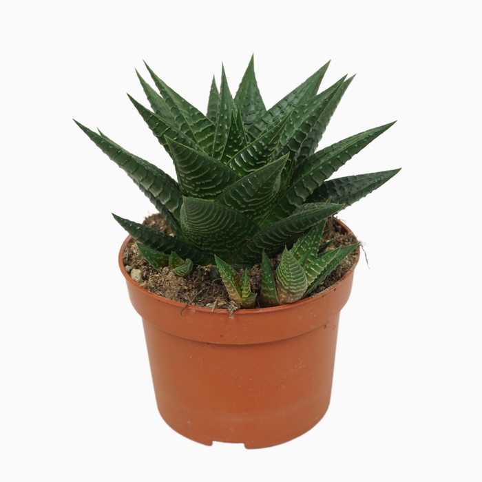 <h4>Haworthia limifolia 10,5 cm</h4>