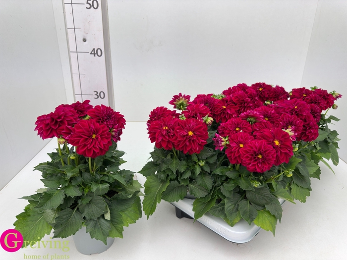 <h4>DAHLIA DAHL PATTY</h4>