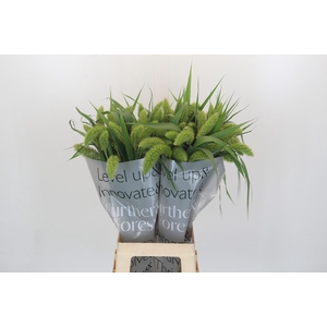 Setaria Italica Volle Melk
