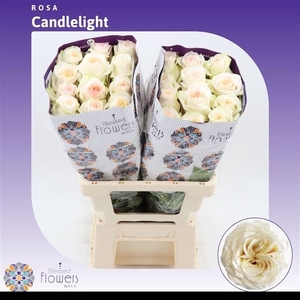 R GR CANDLELIGHT