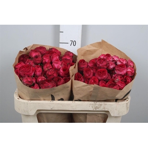 R Tr Royal Trendsetter