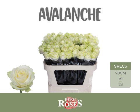 <h4>R GR AVALANCHE+</h4>