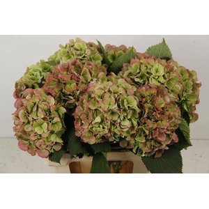 HYDR M CH WHI VER CL