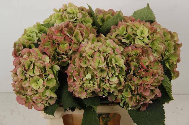 <h4>HYDR M CH WHI VER CL</h4>