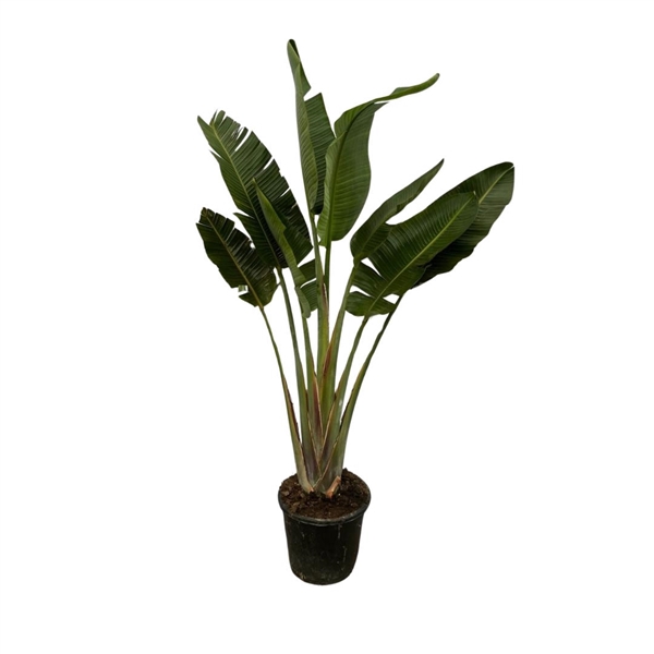 <h4>Strelitzia Augusta enkele stam - 210cm</h4>