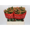 Hypericum Mellow Romance