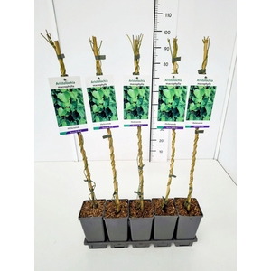 Aristolochia macrophyll