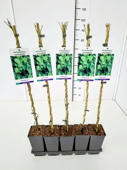 <h4>Aristolochia macrophyll</h4>